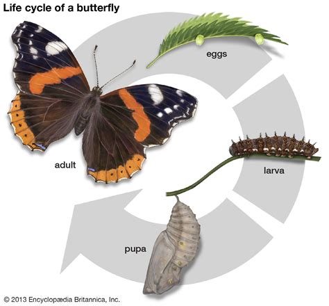 Metamorphosis